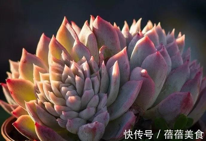 温差越大多肉状态越好,关于这点,你需要了解其中的B面