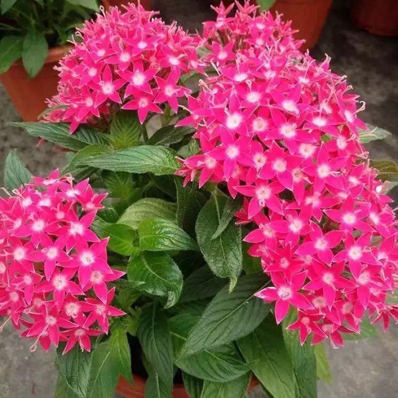 浇花|用磷酸二氢钾水浇花时该注意哪些“忌讳”,适用于什么花草