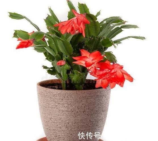 蟹爪兰开花后,赶紧做5件事,又会开成“大花球”