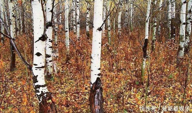 阿尔茨海默病|这道痴呆测试我服了:10秒能找到图中的狼,说明你的大脑很健康!