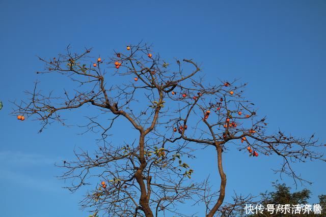 老年|秋意渐浓秋色起，斑斓色彩染磴山!美图来袭~