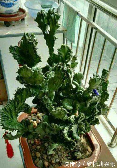 滴水观音|5种多肉有点毒,养在家里不安全,家里有孩子,赶快扔出去