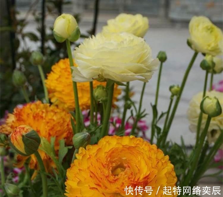 花毛茛|这种花,一种上,月季、牡丹靠边站