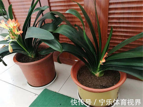 叶心里|养兰2年的君子兰从未开花?学会浇水方法,长势旺开花美!