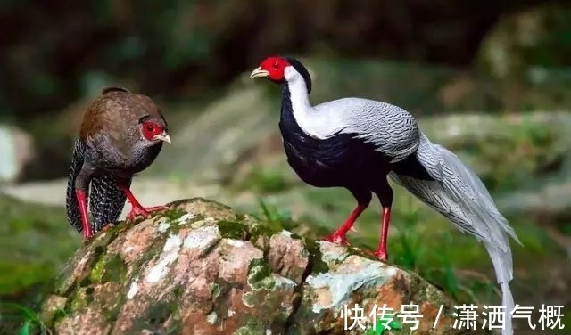 白鹇|白鹇鸡!太美了!