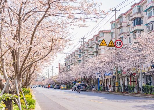 春光无限好！宝山这条“落花不扫”的道路迎来了一年中最美的时节~