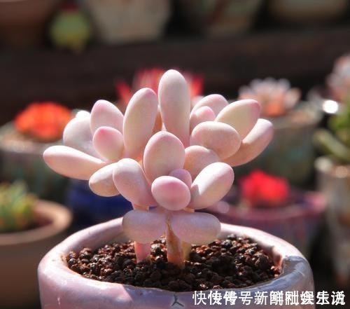 艾伦|养多肉,就养这“6盆”,越长越肥,颜色越来越好看,太美了!