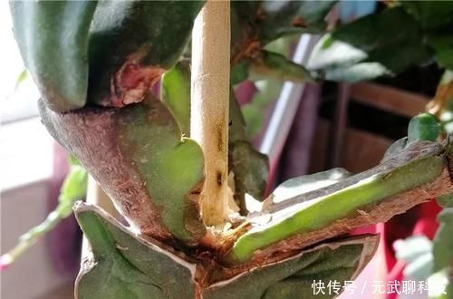 放大|养这三种花,盆越小,开的花越多,放大盆还容易死