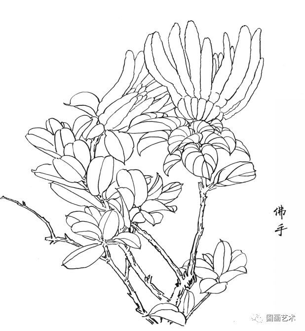  白描|花卉白描图谱选页分享