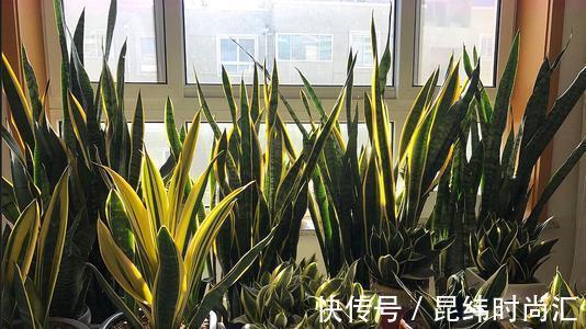 圆叶虎皮兰|虎皮兰进入8月经常“饿”,从三个方面喂饱它,才爱出小芽