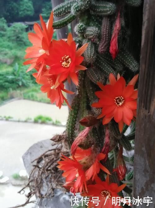 3种花儿“死不了”,花期特别长,一开几个月,是盆栽佳品!