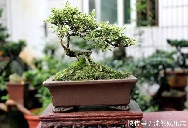 盆景|喜欢盆景就养它,1个枝能扦插,6月开花多又美,美过金枝玉叶