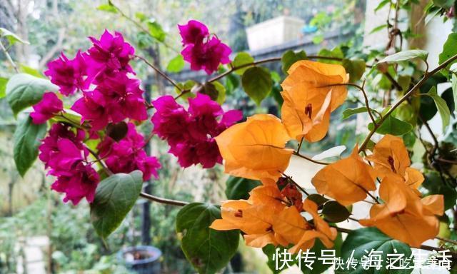 三角梅山茶杜鹃不开花，黄叶多，多用2种水，花勤量大，叶子绿