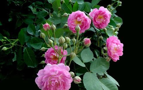 阳台养花选它，香味浓郁花量大，好养易繁殖，开花美极了