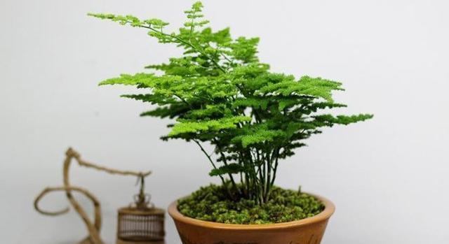 养殖|家庭养殖文竹只要做到此4点,新手也可以养的很茂盛