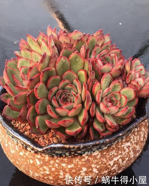 群生|安徽大妈养一多肉可真美,长成群生手捧花,叶子自带红边边