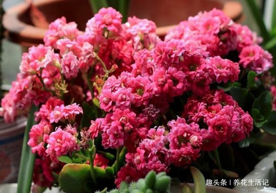 长寿花“花期”过后，需要及时这么做，来年开花旺盛艳丽！