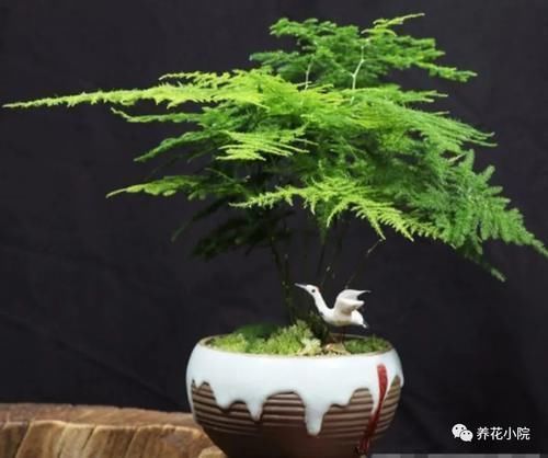 云片松|怎样让文竹保持低矮造型?在养护时,只需给它做这几件事