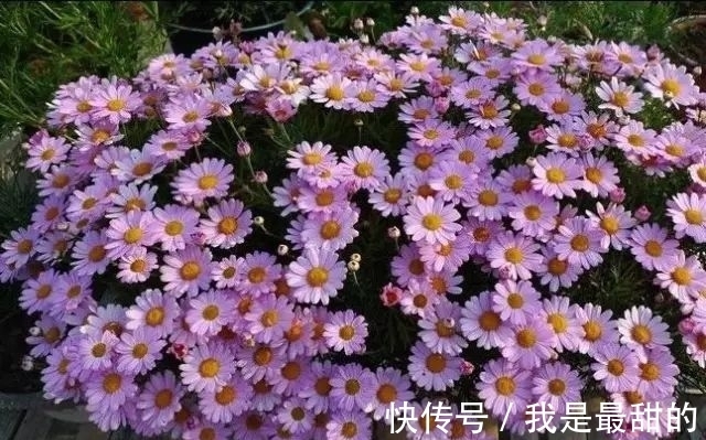 花期|这五种花适合这个季节种植,花期长、花量大,不但漂亮且方便好养