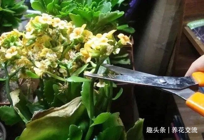 缓释肥|室内盆栽长寿花开花指南，光照比肥料还重要，想要复花要学会修剪