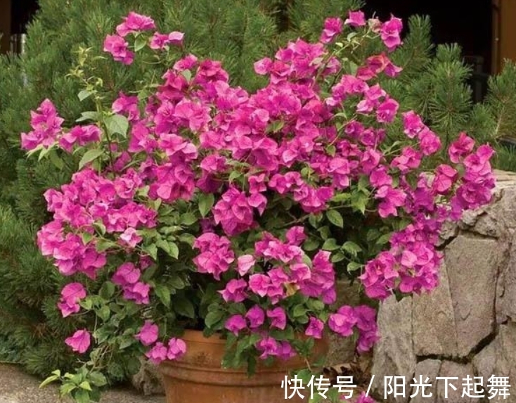 冬天5种花不能“懒”,没事多剪剪,冬季枝繁叶茂,春季开花爆盆