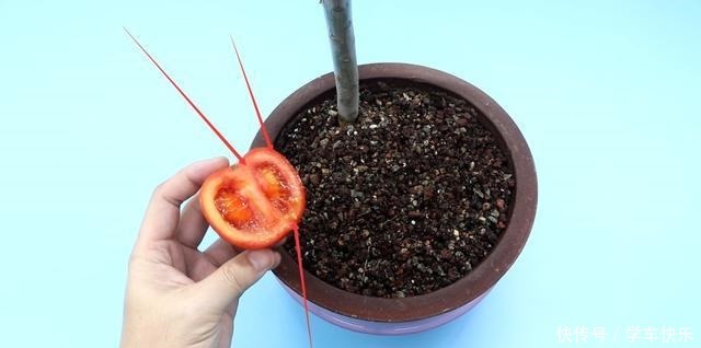 西红柿烂了别丢,越烂就越好,以前丢掉都浪费了!