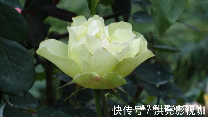 绿云玫瑰|喜欢菊花，不如养盆“精品玫瑰”绿云玫瑰，宛如碧玉，实属珍品！