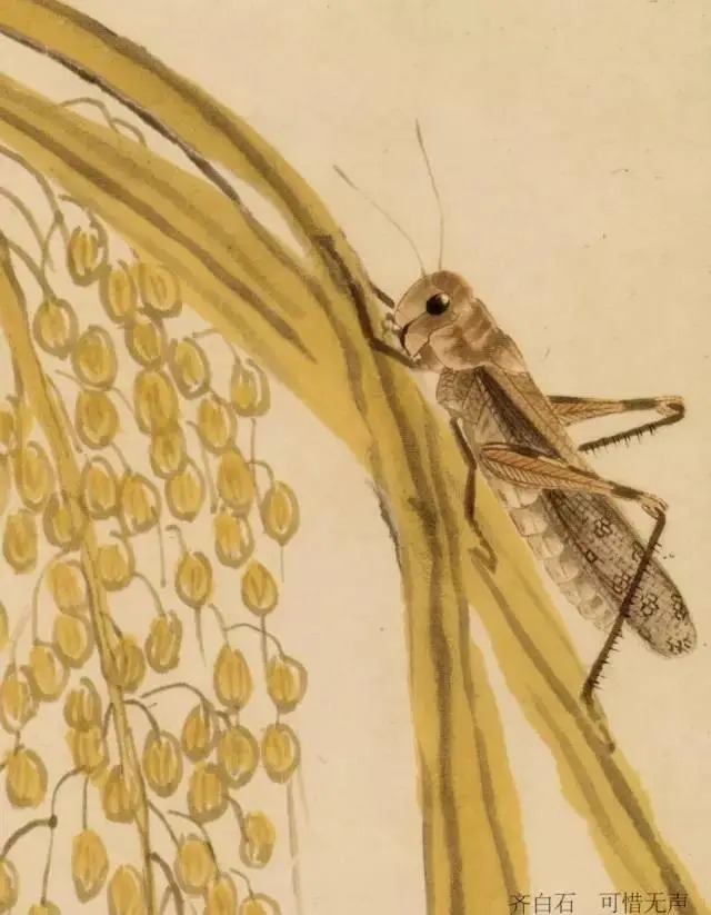蝈蝈$国画技法图典——草虫篇:蝗虫 蚂蚱 蝈蝈 螽斯 螳螂 蟋蟀