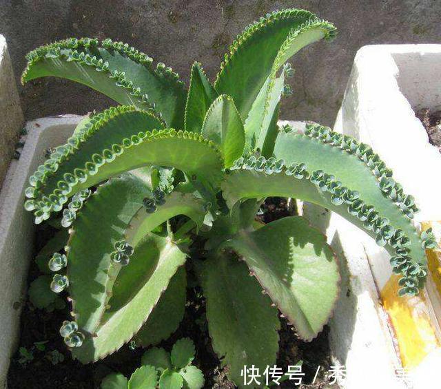 快速消灭入侵多肉“不死鸟”,要放大招,连根拔十次,彻底消灭光