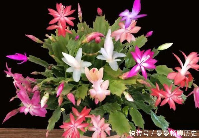 花草|家里养此款花卉,便宜又好养,堪称是开花机器,养在阳台极美