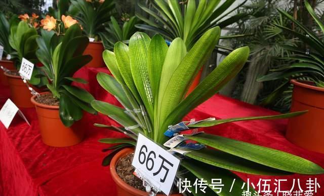 基质|君子兰不用买，一片叶子就能长出一整盆，生根快成活率高