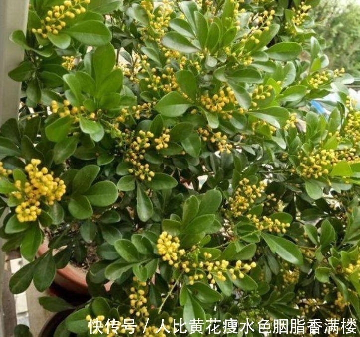 种花|人养花,花也养人,“3种花”家养里,空气清新,还有助于睡眠!