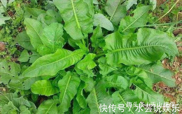 皮肤瘙痒|农村一种野菜，过去是救命菜，现成“稀罕货”，城里15一斤