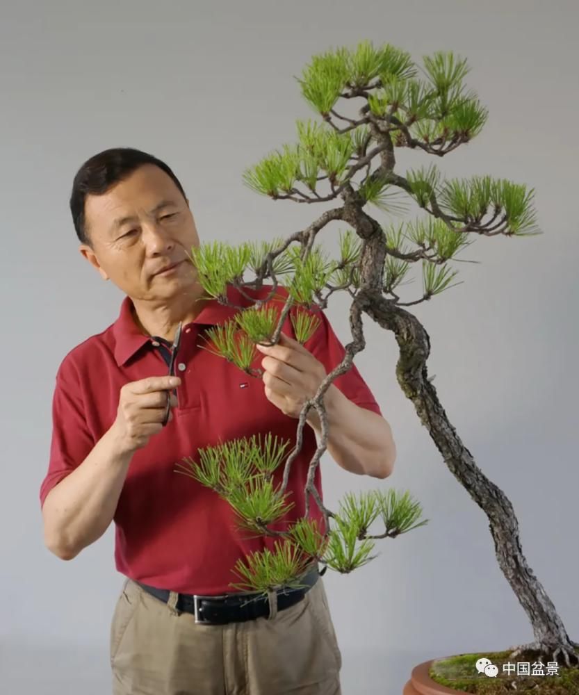 赏玩盆景，一定要是有德之人