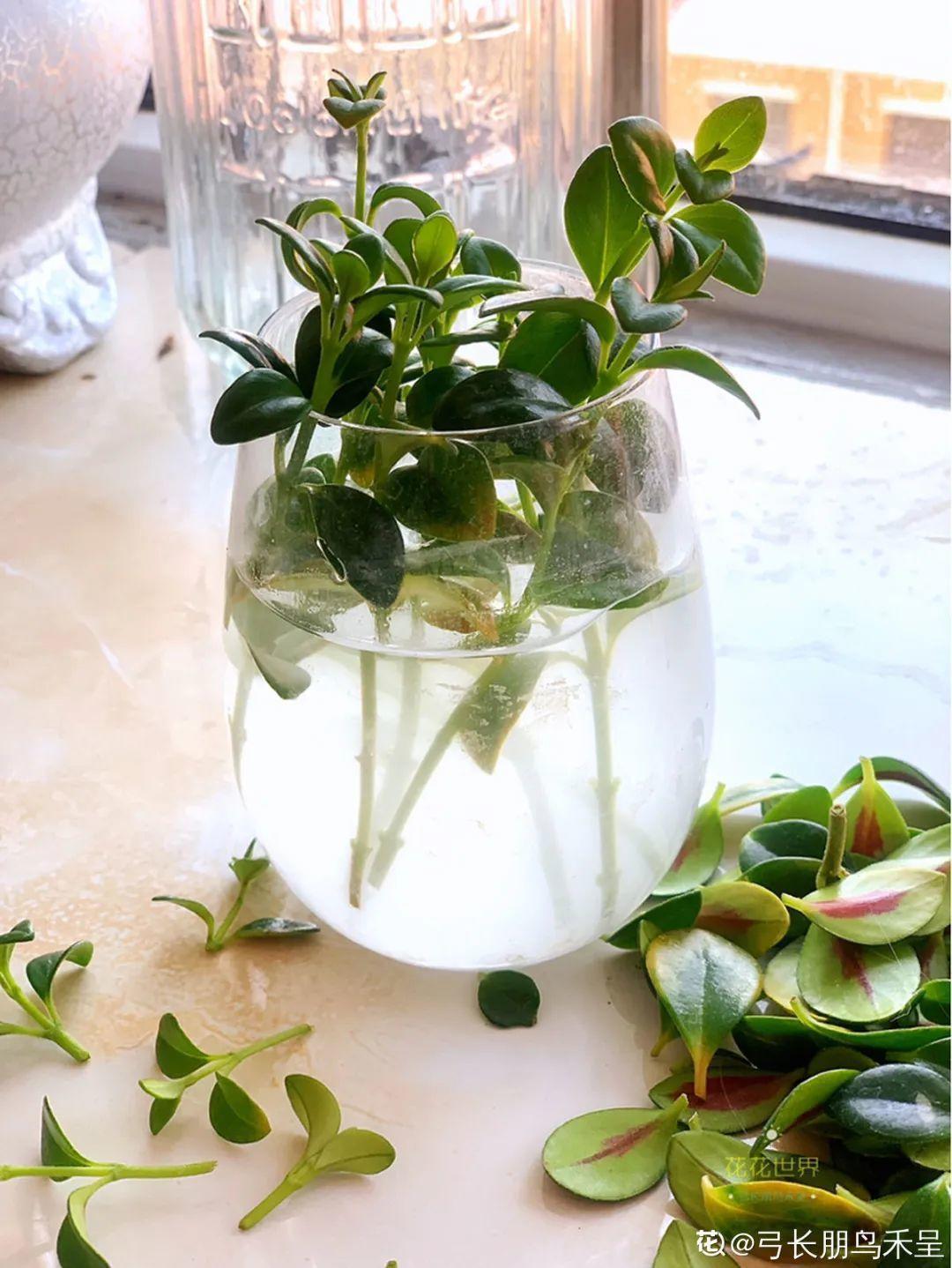 嫩苗|7种花养老桩不好，多扦插、养嫩苗，才能年年开花