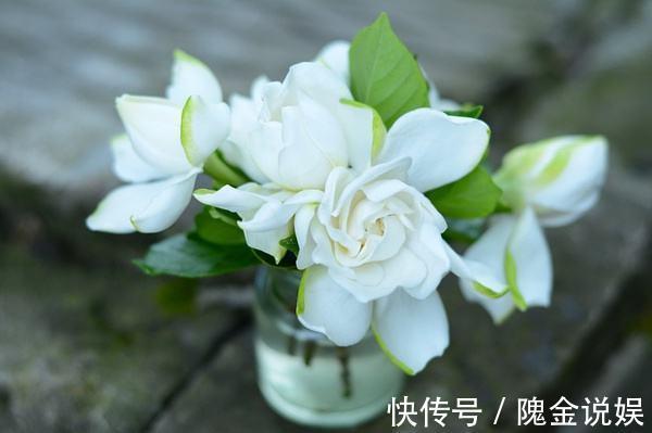 入秋后栀子花怎么养做好几点,叶片油亮开花多