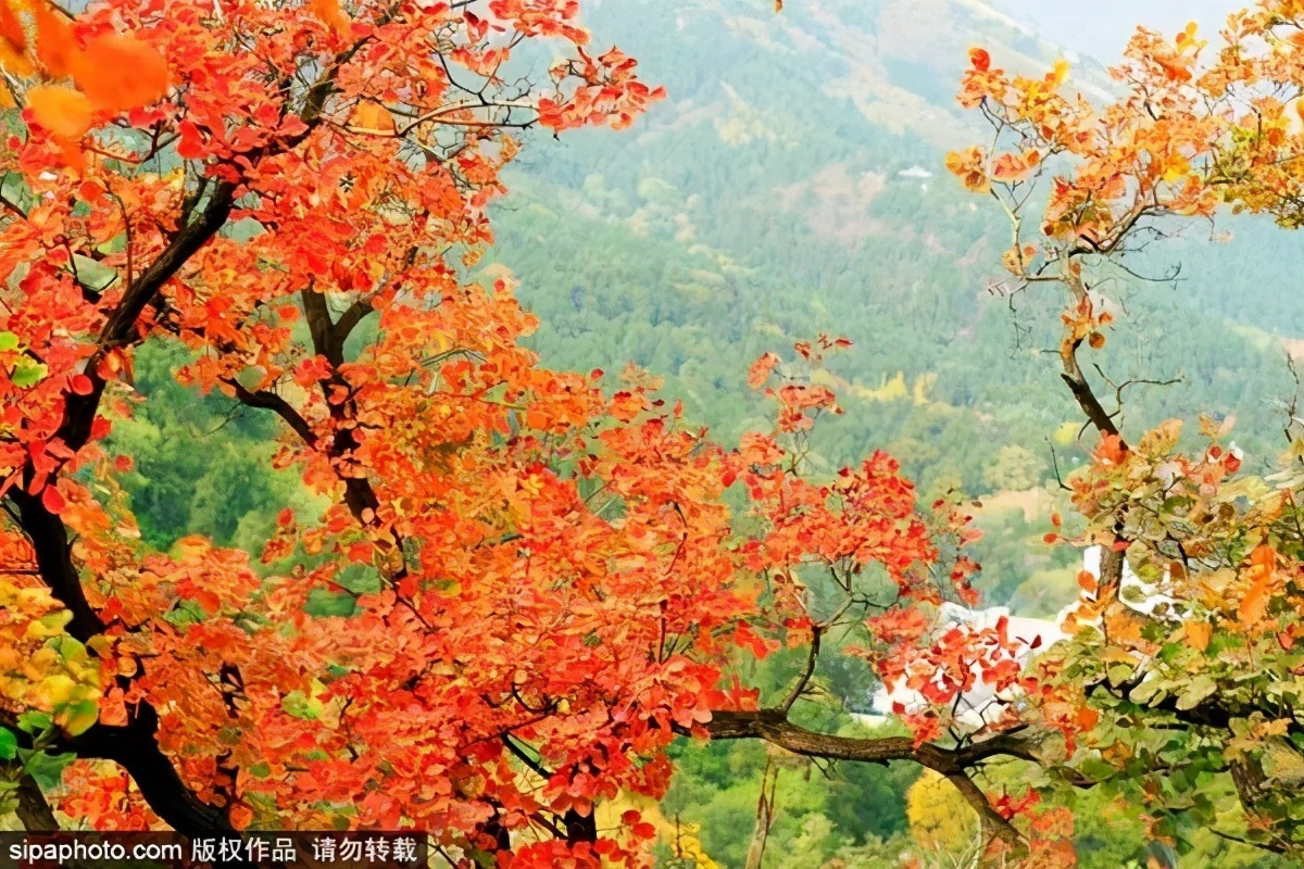 细“鼠”点滴：极不平凡的2020年，看完竟然默默流泪了！