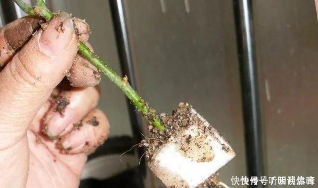 基部|扦插月季不生根?用这捂一捂,过几天“冒白根”,变成月季大户