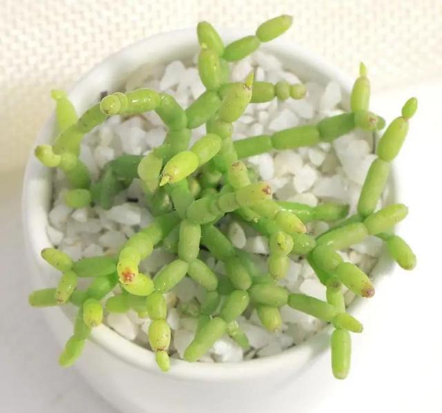 叶片|超冷门的多肉植物，你可能没见过，但养过就会上瘾