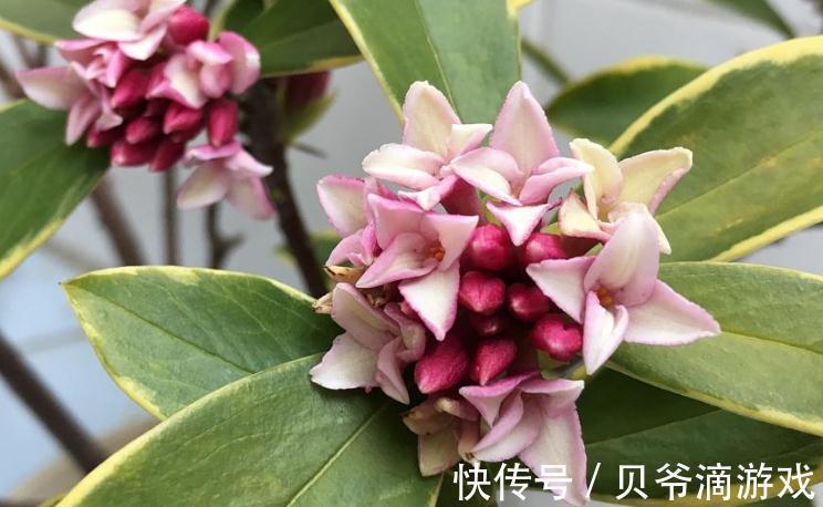 霜降之后,家中一定要养这几种''吉祥花'',开花满园香飘四溢