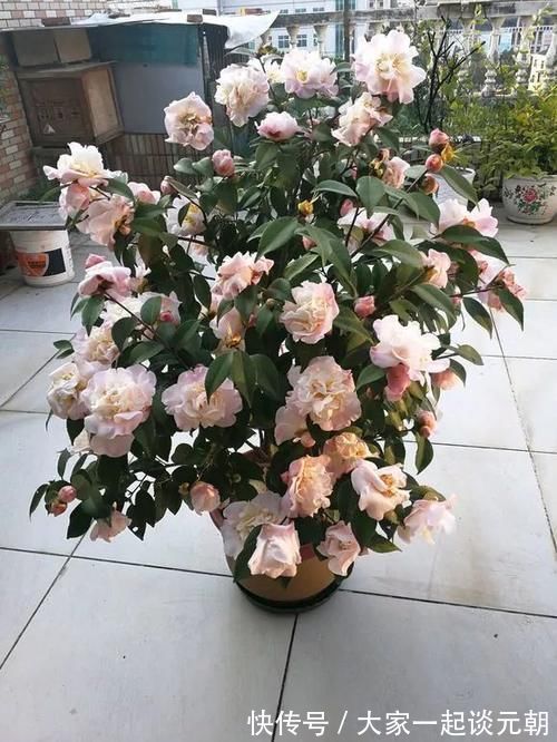 铁树|能养100年的花,养一盆成传家宝,越老越值钱!