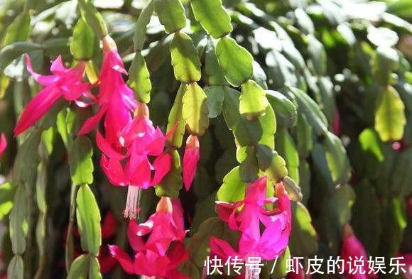 冬季养蟹爪兰，2种肥水浇盆里，花期长，开花量大花色艳