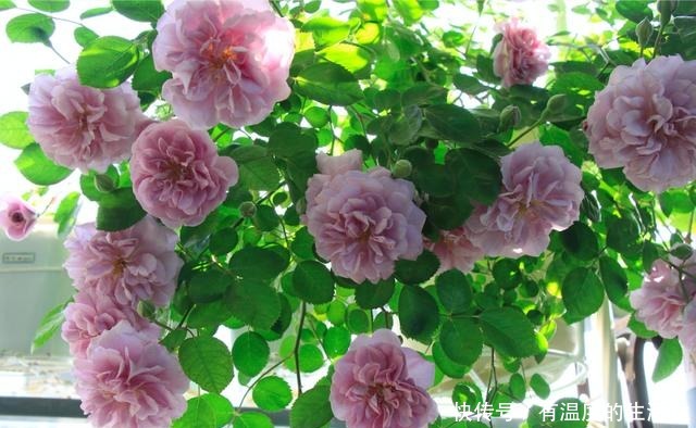 此款藤本花卉,全年都开花,可打造花墙,好看又好养,阳台也能种!