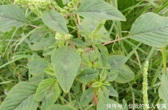 名字|这几种野菜城市人估计连名字都叫不上来,你们有没有吃过