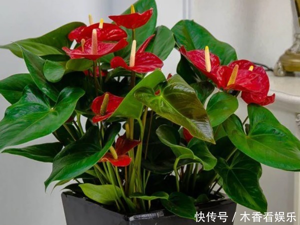 初一错过 正月二十三不能再错过的4种花 牛年富贵招财好运来 快资讯 初一错过 正月二十三不能再错过的4种花 牛年富贵招财好运来 快资讯