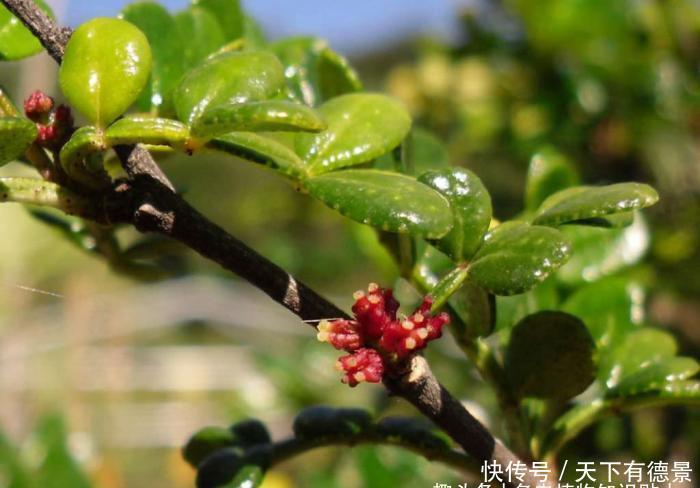 比绿萝还好养,天生的盆景材料,块根植物大象树