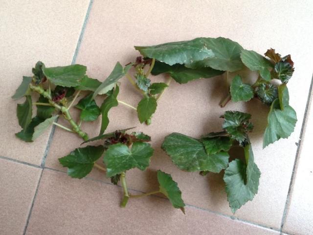 养花技巧这花不是一次性，开完别扔，还能再养7、8年