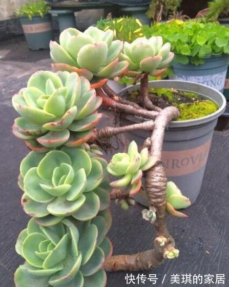 多肉碧桃|10月后养多肉碧桃,了解掌握4个要点,根茎健壮叶肥美