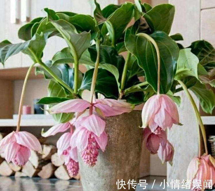 鲜艳|4种花便宜又好养,开花超漂亮,越热开花越多,家中必养