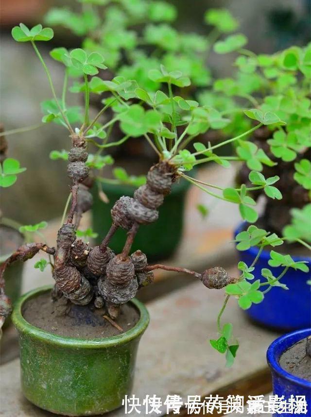 马路边常见“3种草”,养花盆里变“盆景”,好看又值钱!